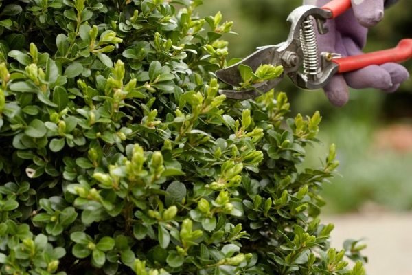 pruning-boxwood-evergreen-tree-2c2511b61ec26b407bdb0a5508590519eba6ec42-db040dd5eb8f42e2b6517d75b51299a9